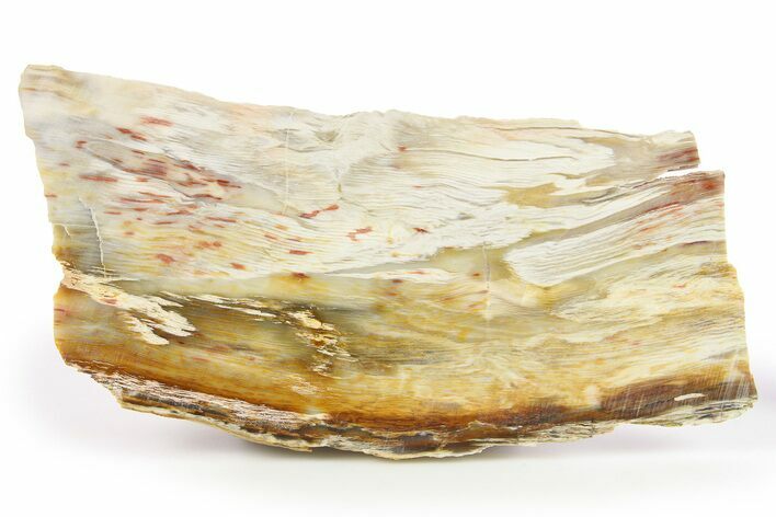 Polished Petrified Wood Slab - Washington #277122